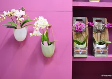 Patrick stond op de beurs met een nieuw product, de Hanging Orchid. Het is een nieuwe ronde pot die enkel opgehangen kan worden. De pot is in 2 kleuren beschikbaar en te combineren met alle orchideeën uit het assortiment.